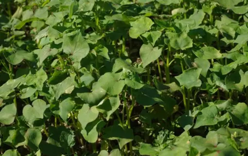 Activites agricoles