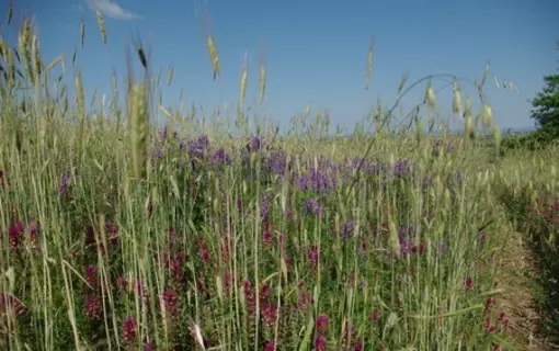 Activites agricoles